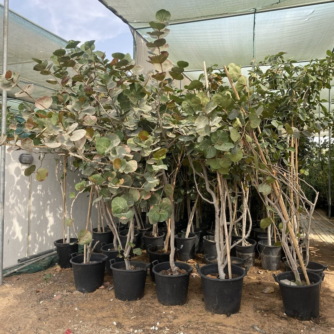 Coccoloba Uvifera or Sea Grape