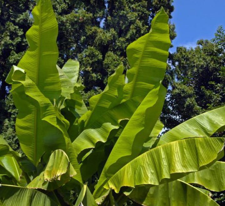 Musa Paradisiaca Or Banana Tree "80cm-90cm" شجرة الموز