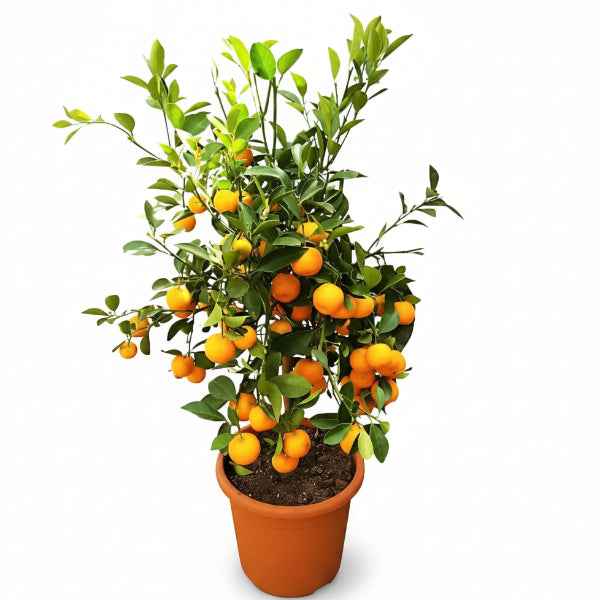 Citrus Microcarpa, Calamansi Citrus