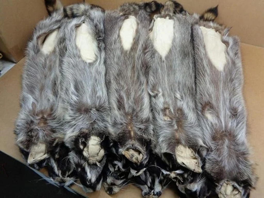 Natural Tanned American Raccoon Fur Hide Whole Skin Pelts Crafts Sewing Leather for Coats,Hats,Clothing