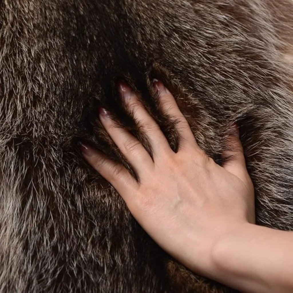Natural Tanned American Raccoon Fur Hide Whole Skin Pelts Crafts Sewing Leather for Coats,Hats,Clothing