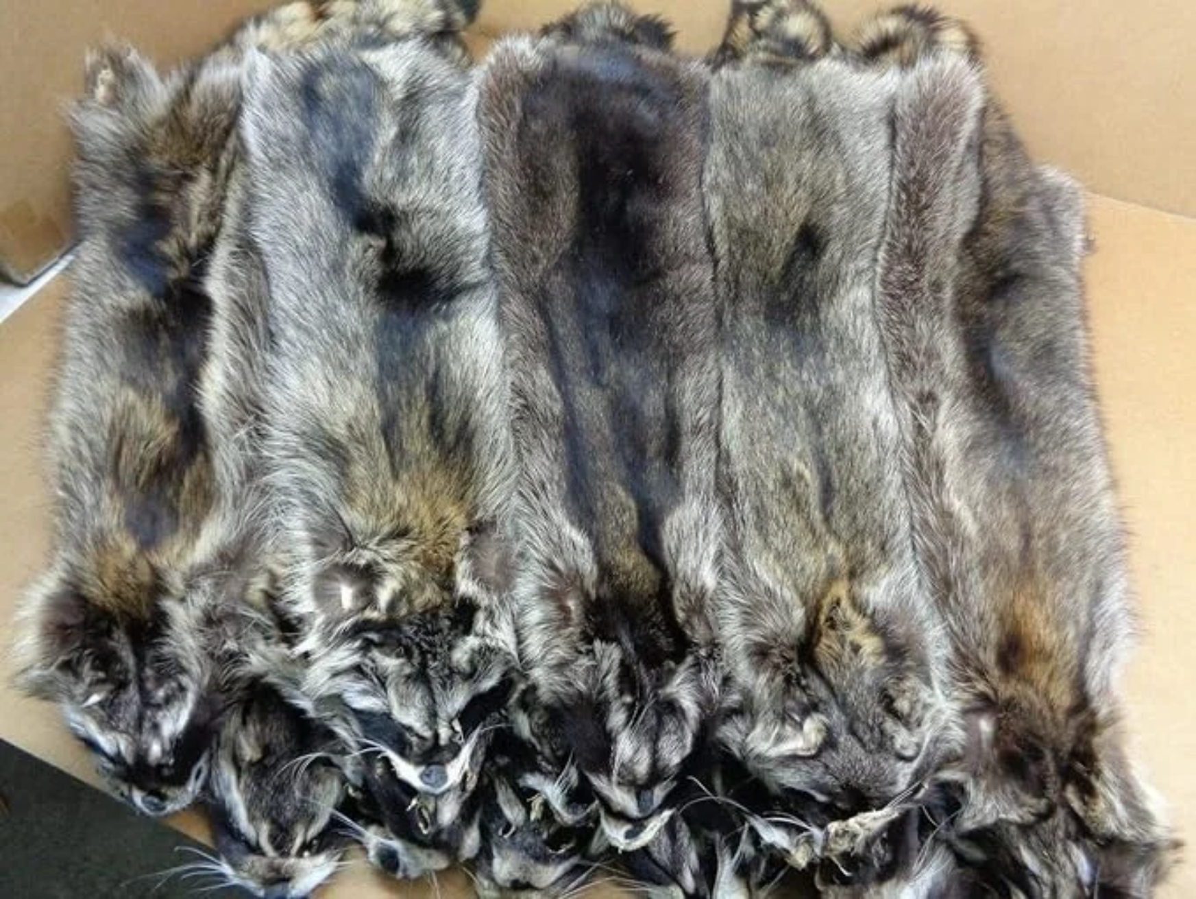 Natural Tanned American Raccoon Fur Hide Whole Skin Pelts Crafts Sewing Leather for Coats,Hats,Clothing