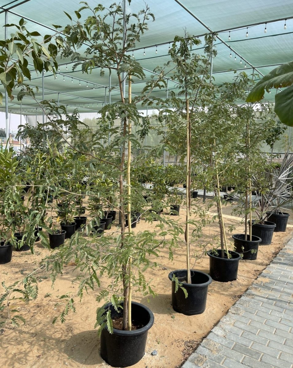 Tamarindus Indica or Tamarind Tree شجرة التمر الهندي