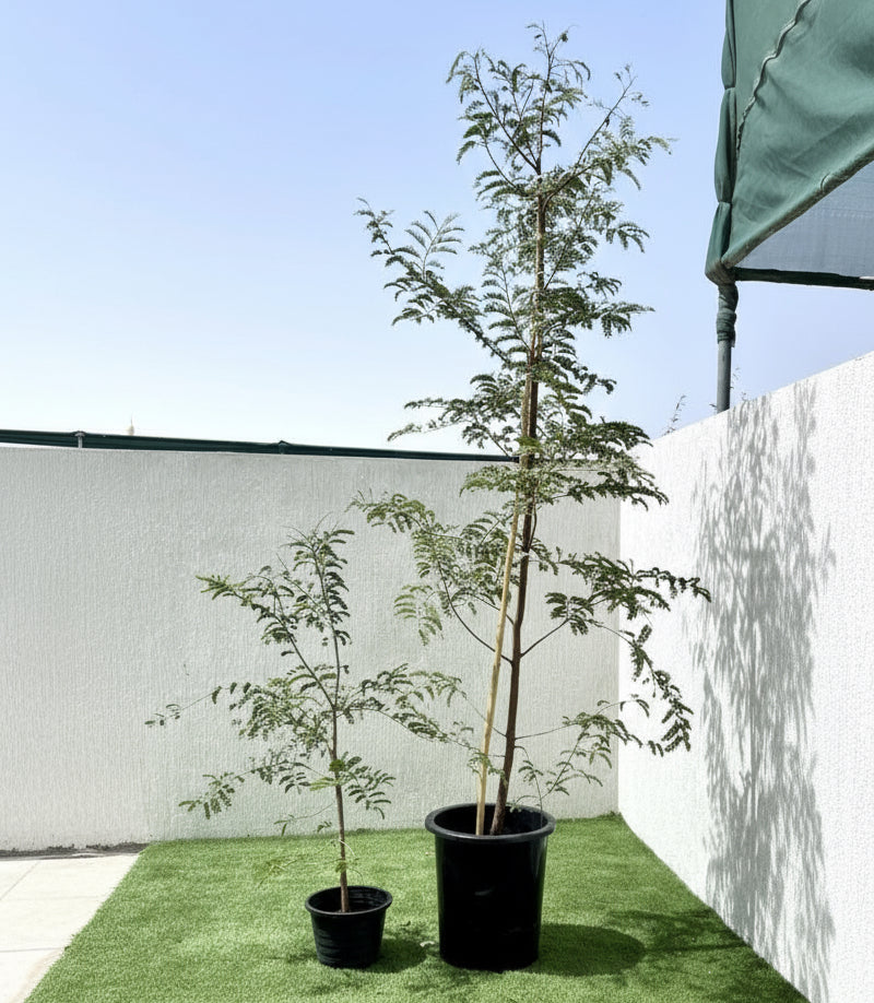 Tamarindus Indica or Tamarind Tree شجرة التمر الهندي